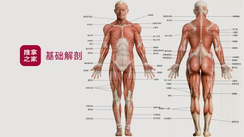 基础解剖 
